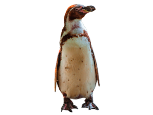 Penguin